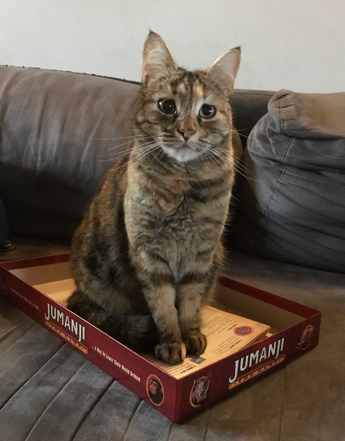jumanji cat