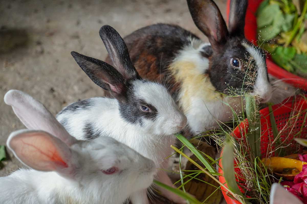 rabbits mixed food types