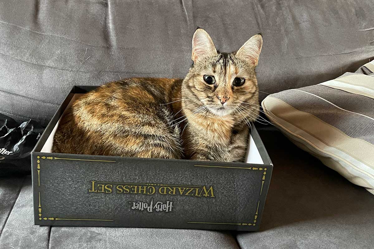 wizard cat