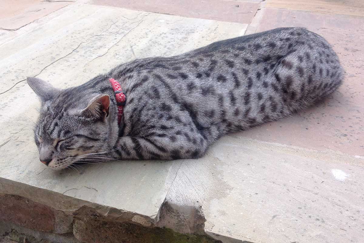 woody relaxing